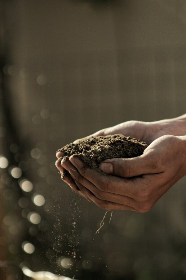 Lawn soil in pair of hands