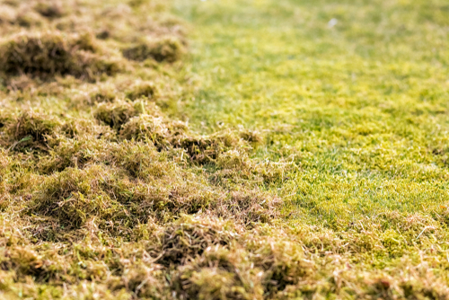 Mossy lawn