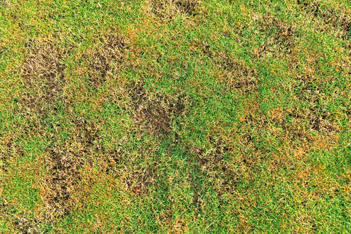 14 Reasons for Yellow Patches on your Lawn - Let’s get rid of them! | MOOWY