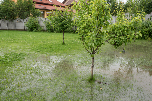 Flooded lawn surrounding fruit trees