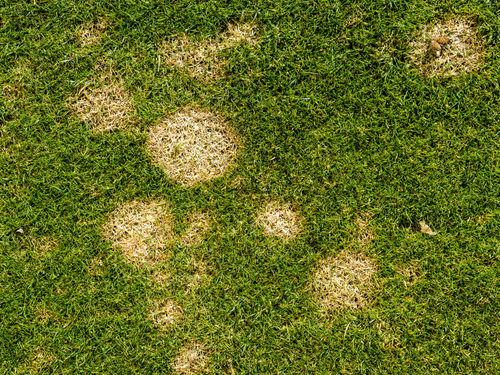 14 Reasons for Yellow Patches on your Lawn - Lets get rid of them! 