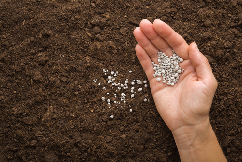 Applying fertiliser to the soil