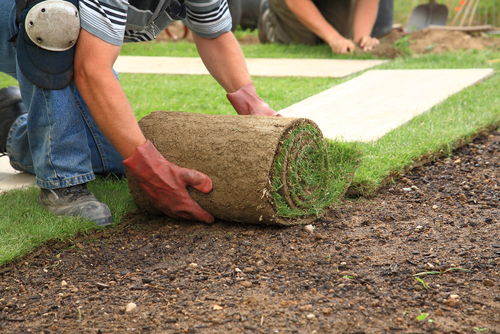 Returf your lawn or repair it? We’ll help you decide.