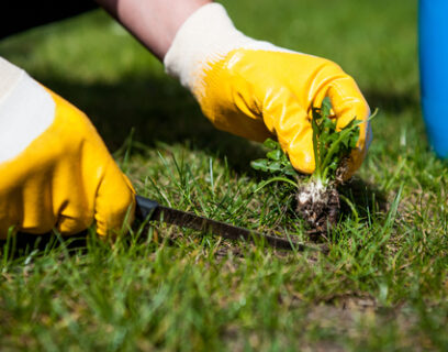 Man removing weeds from a lawn