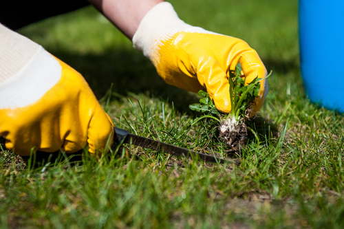 Remove, control, and prevent lawn weeds