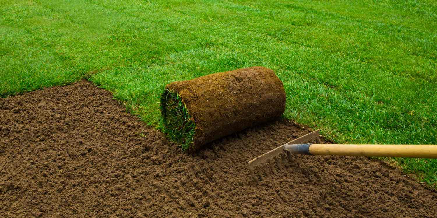 Grass Seed Vs Turf? Which is right for you?