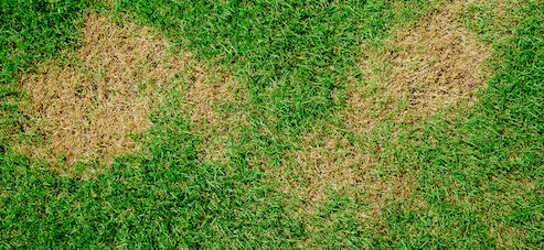 14 Reasons for Yellow Patches on your Lawn – Let’s get rid of them! 