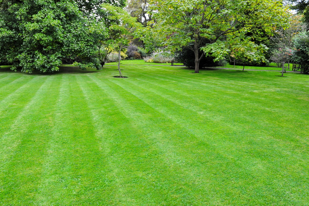 beautiful green thick lawn landscape