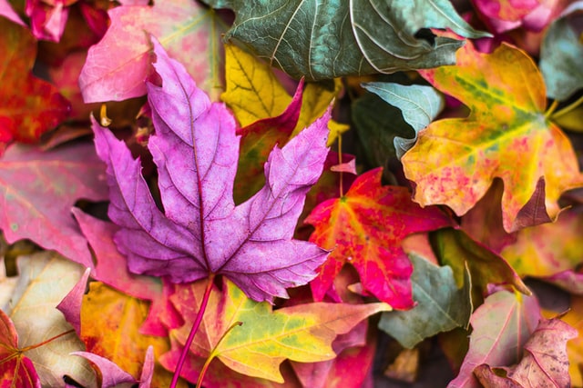 colored leaves in garden