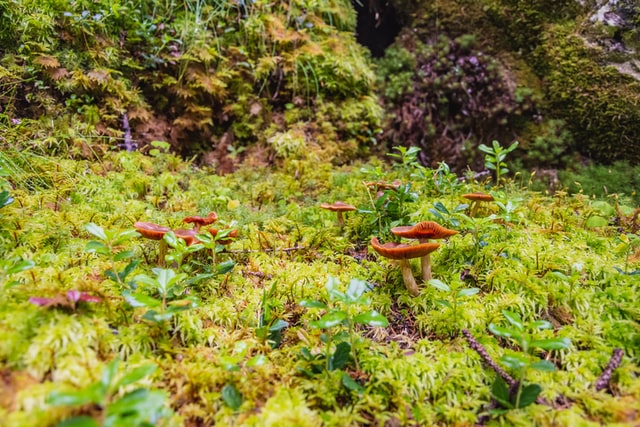 fighting moss in garden