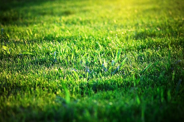 green lush lawn with shadow