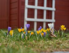 Lawn care tasks in spring