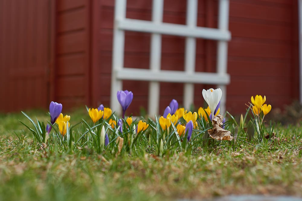 Springtime Lawn care: how to bring your lawn out of hibernation