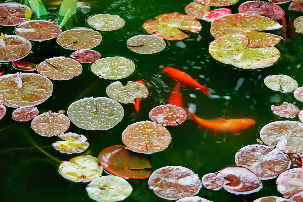 Fish in a pond