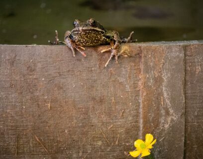 Frog leaning over the edge of a garden pond