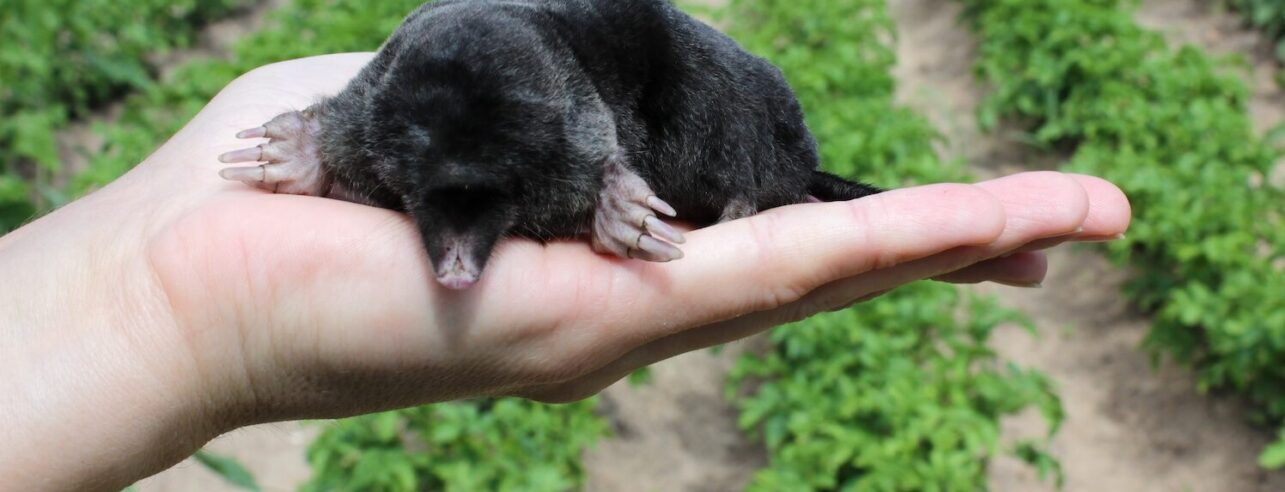 Person holding a garden mole in their hand