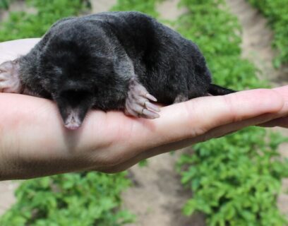 Person holding a garden mole in their hand