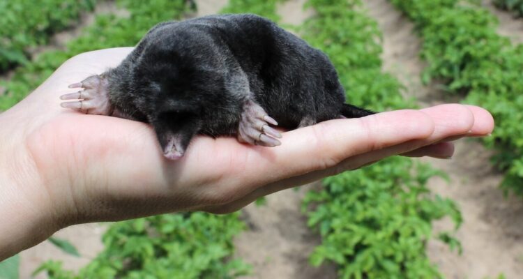 Person holding a garden mole in their hand