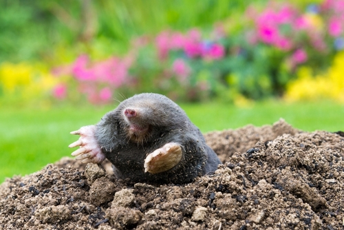 Garden mole poking its head out of the earth