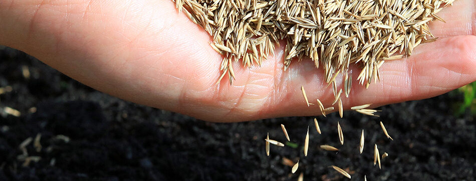 overseeding your lawn