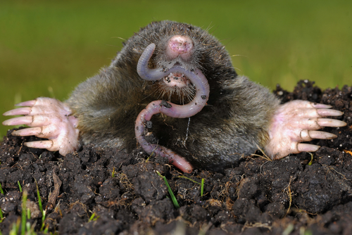 Garden mole with a worm in its mouth