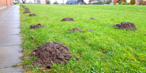Molehills in a garden lawn
