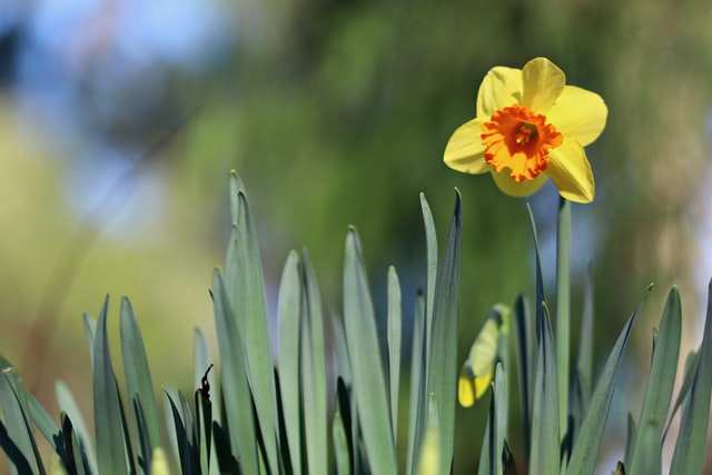 Daffodils in the springtime 