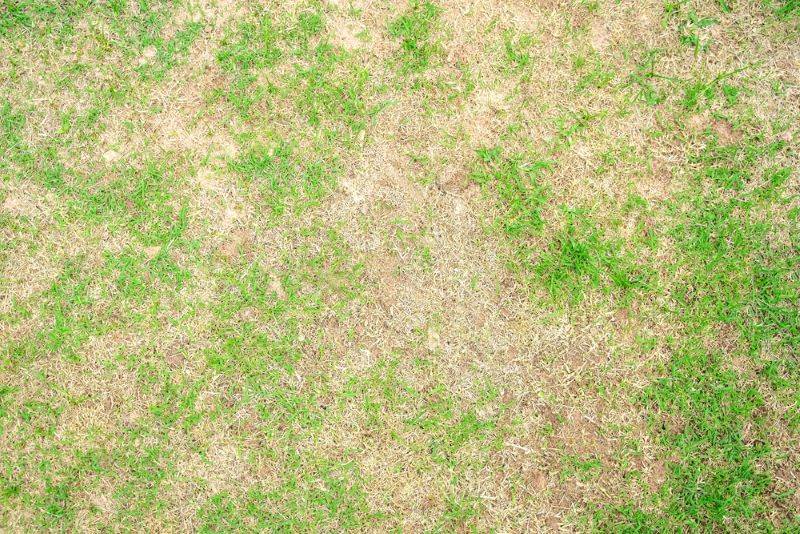 How to overseed your lawn (and why you should do it!)