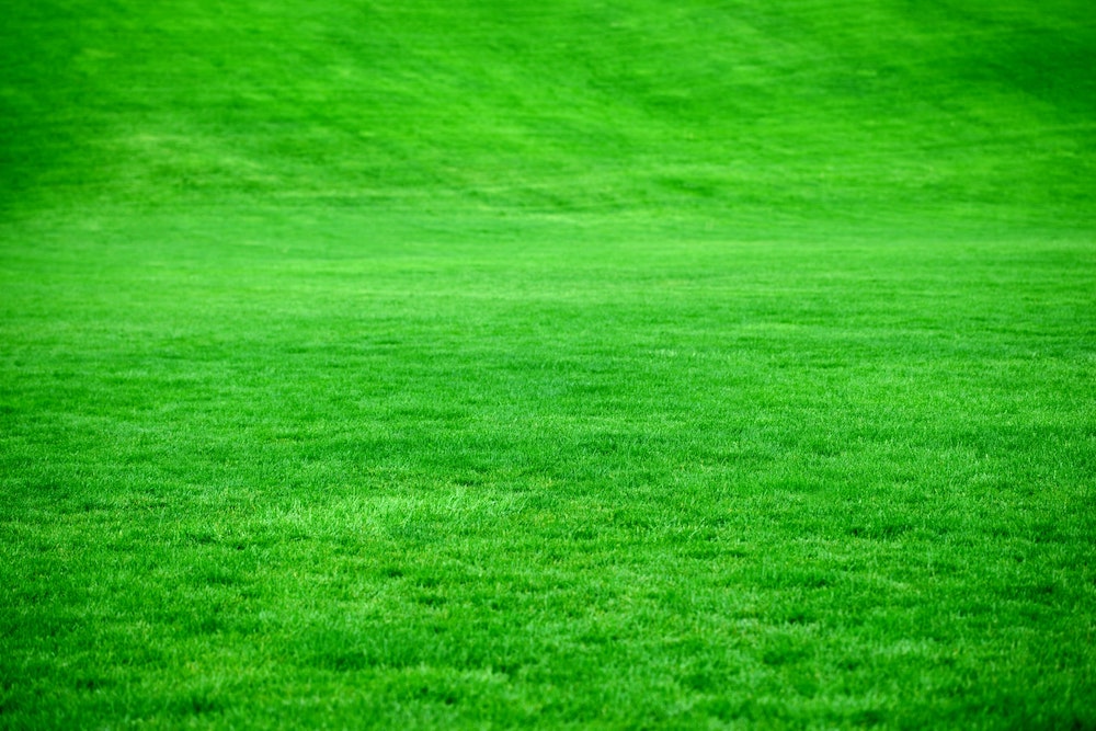 How to make your grass green: Our Top 10 Tips!