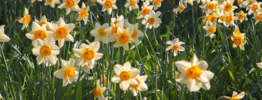 Springtime daffodils