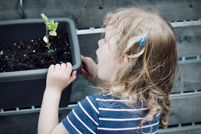 Child watching a plant grow
