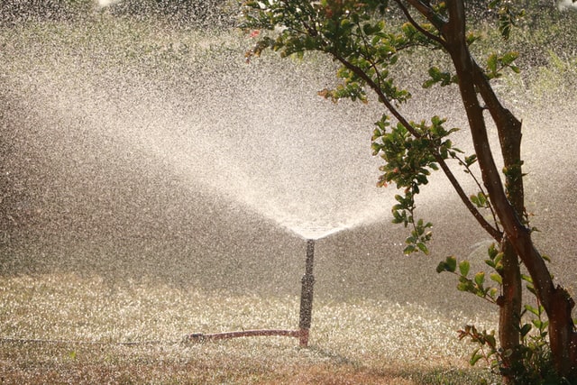 Water sprinkler spraying water on a lawn.