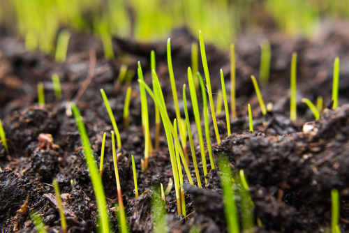 Grass seedlings sprouting from the soil