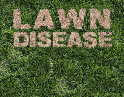 Lawn disease