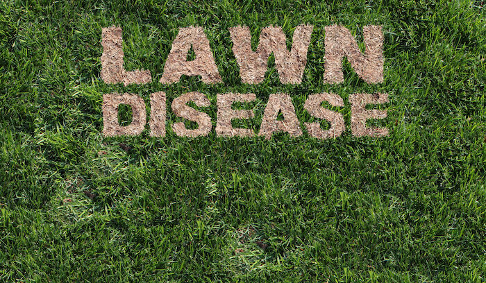 How to identify, fight, and prevent lawn diseases 