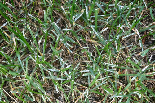 Powdery mildew on grass