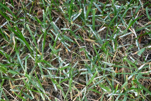 Mildew on a lawn