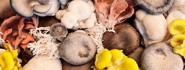 Mushroom selection