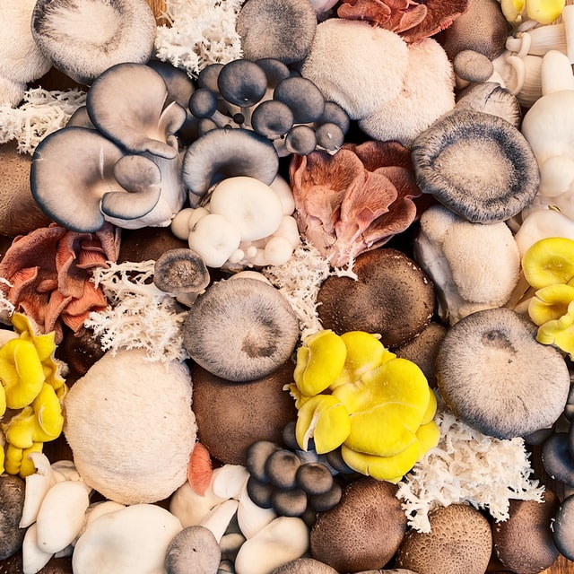How to identify, control, and prevent mushrooms on your lawn 