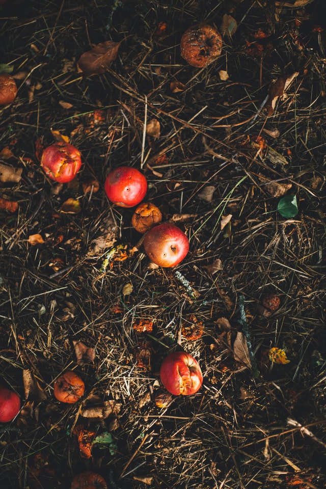 PIles of apples decomposing on a compost heap