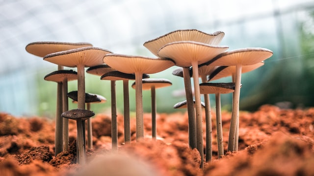 Lawn mushrooms