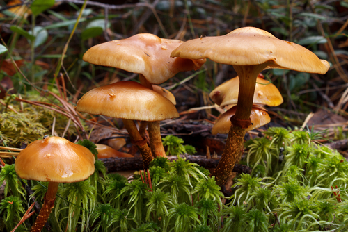 Deadly webcap mushrooms on grass