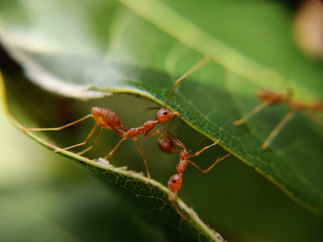 2 ants on a leaf
