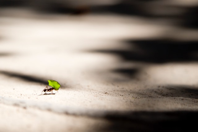 A single ant carrying a leaf