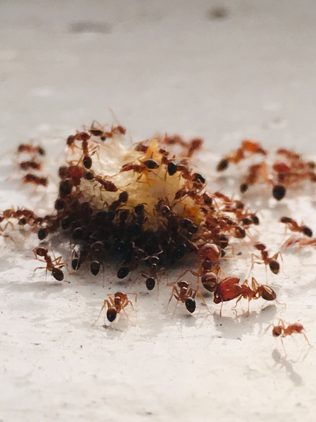 Ants feeding on waste food
