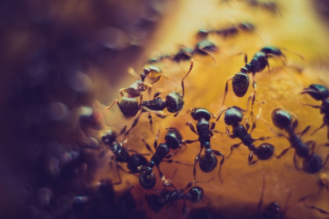 Ants working as a team