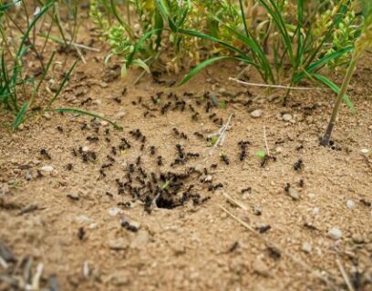 Little black ants at work