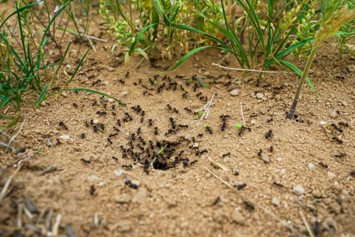 Little black ants at work
