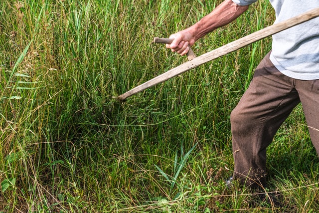 Man cutting long grass with a scythe
