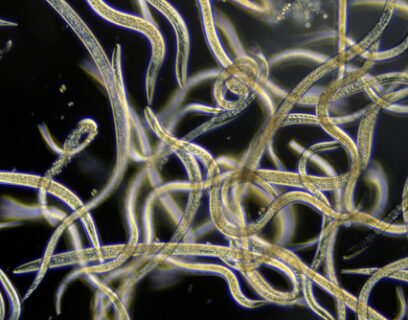 Close up of nematodes